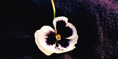 purple and white flower found on the national Mall