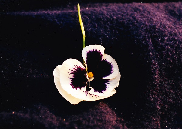 purple and white flower found on the national Mall