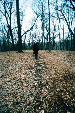 Forest for the trees