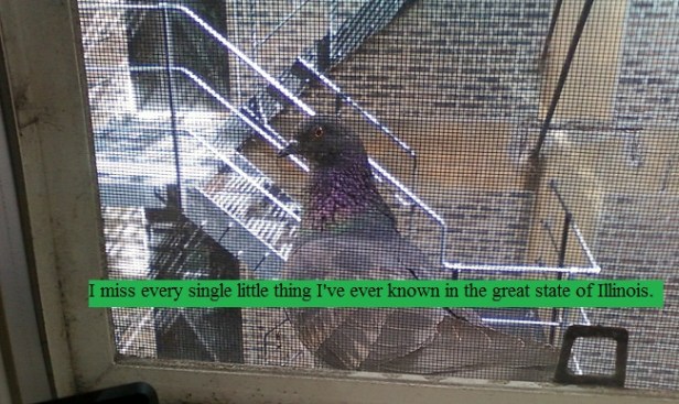 Pigeon hanging out on the windowsill next to the fire escape in Chicago