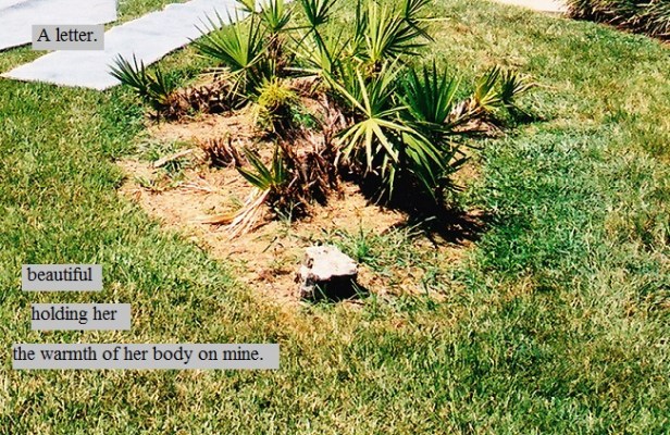 A Sunny spot of grass on a warm Florida day