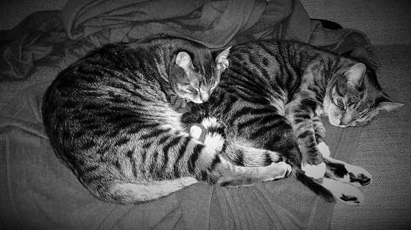 To black and white striped cats cuddling on the couch
