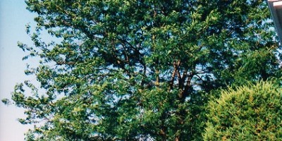 large tree in full bloom in a suburban front lawn