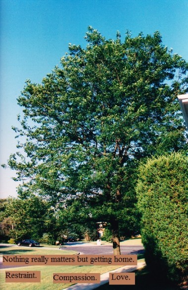 large tree in full bloom in a suburban front lawn