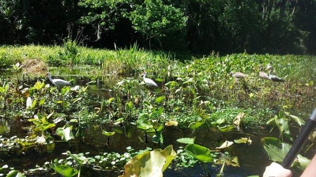 Wekiva Springs