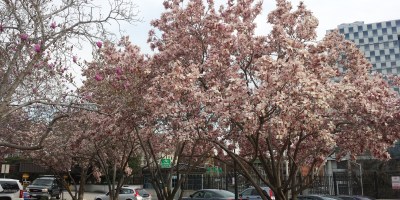 Cherry blossoms in Baltimore