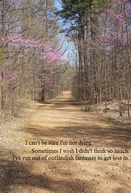 Trees in the forest right before spring