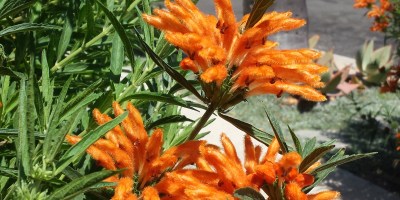 Fuzzy orange flowers in San Diego