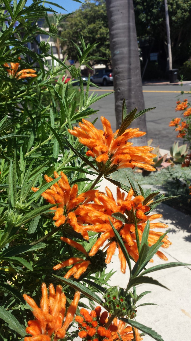 Fuzzy orange flowers in San Diego