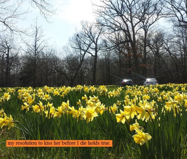 Field of yellow flowers at the Morton Arboretum in Lisle, Illinois