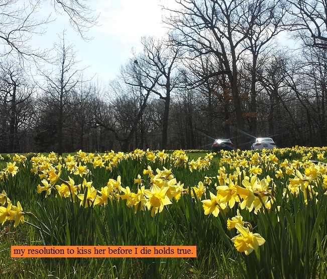 Field of yellow flowers at the Morton Arboretum in Lisle, Illinois