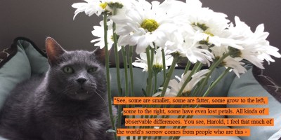 My cat and dasies and harold and maude