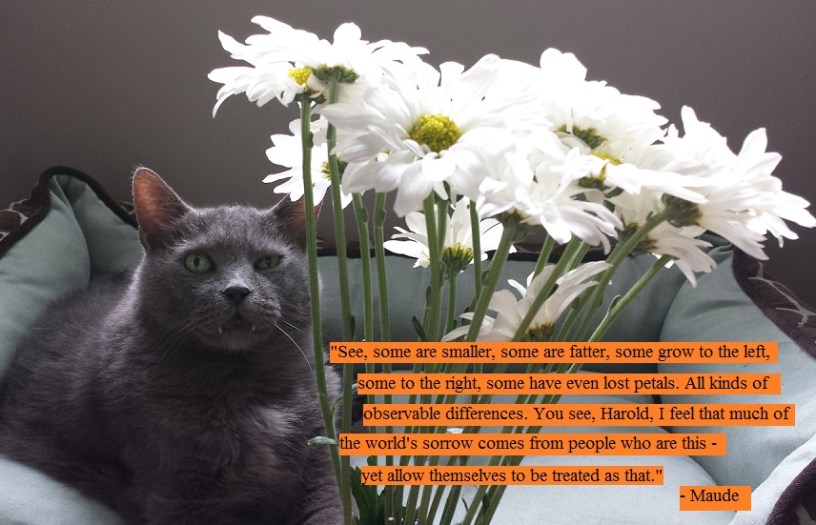 My cat and dasies and harold and maude