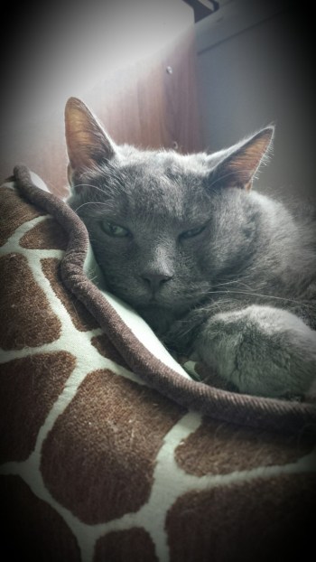 Grey cat snuggled into his cat bed