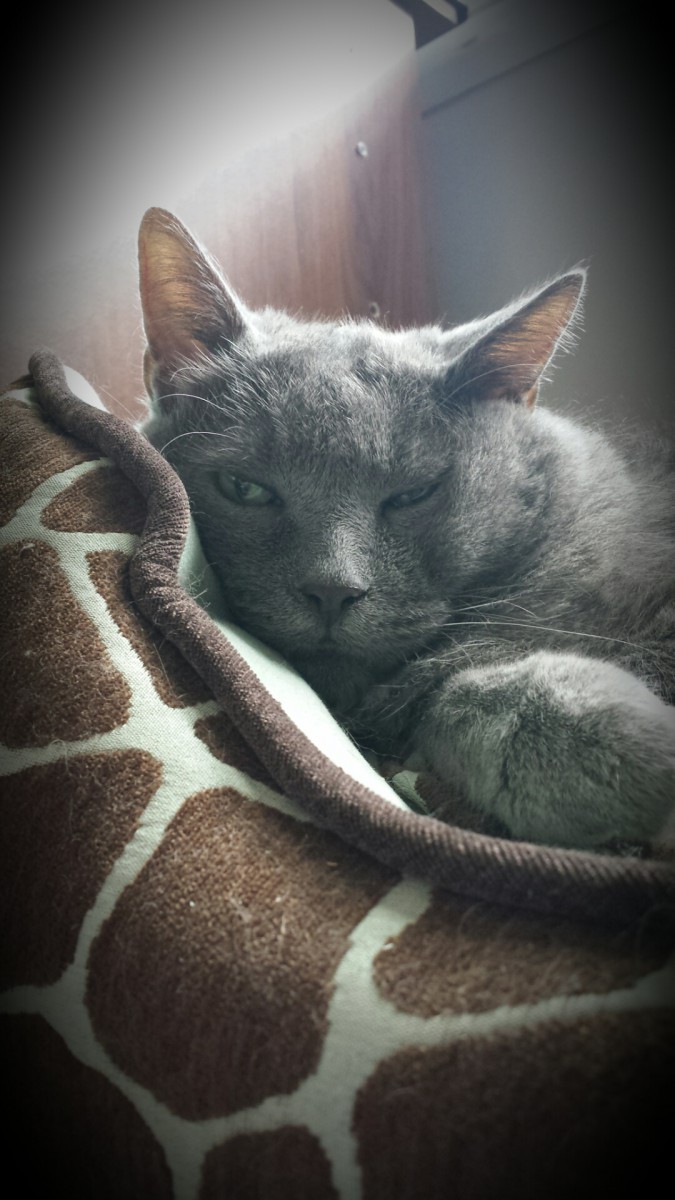 Grey cat snuggled into his cat bed