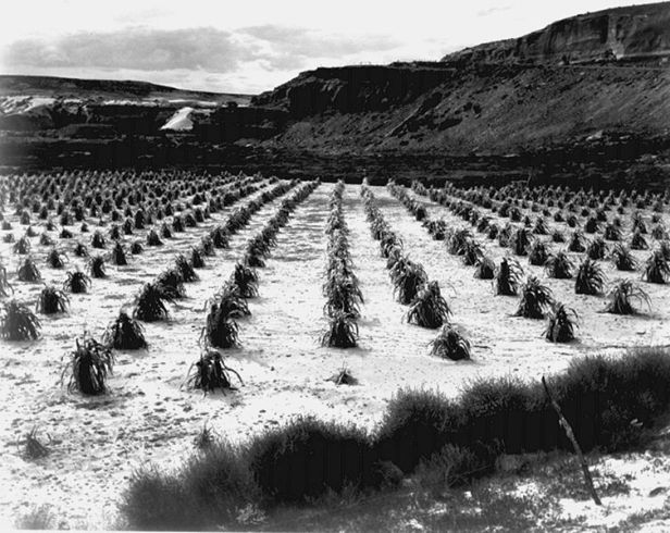 Cornfield in Arizona