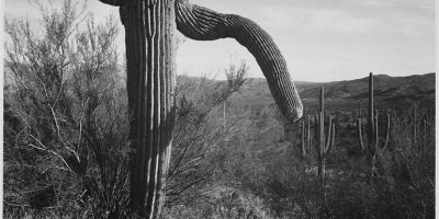 Cactus in Arizona
