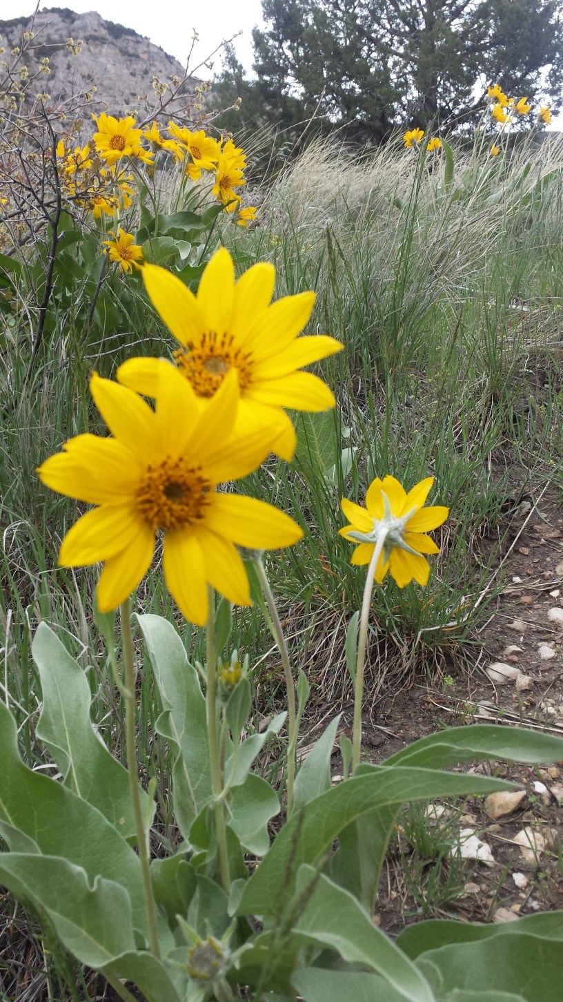 Yellow flower in a field