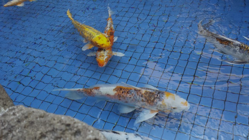 Koi trapped in a strip mall