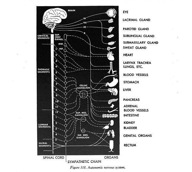 Autonomic_nervous_system, 1944